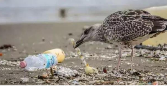 錯把垃圾當食物的鳥